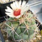 Coryphantha poselgeriana