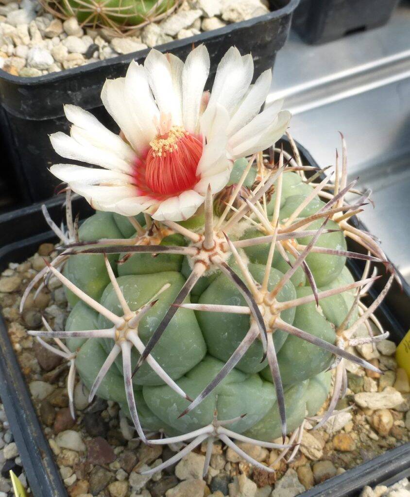 Coryphantha poselgeriana