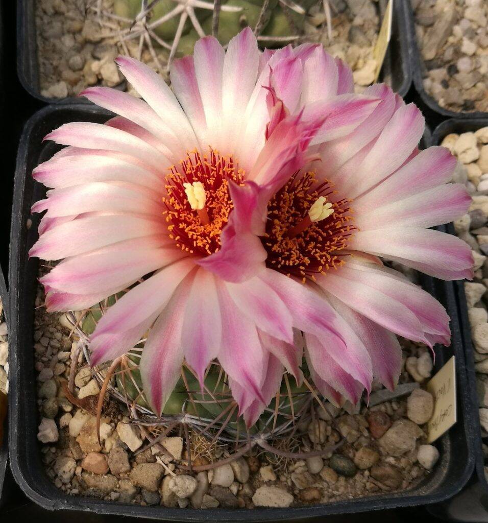 Coryphantha sp.