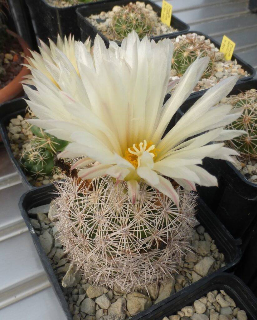 Coryphantha werdermannii