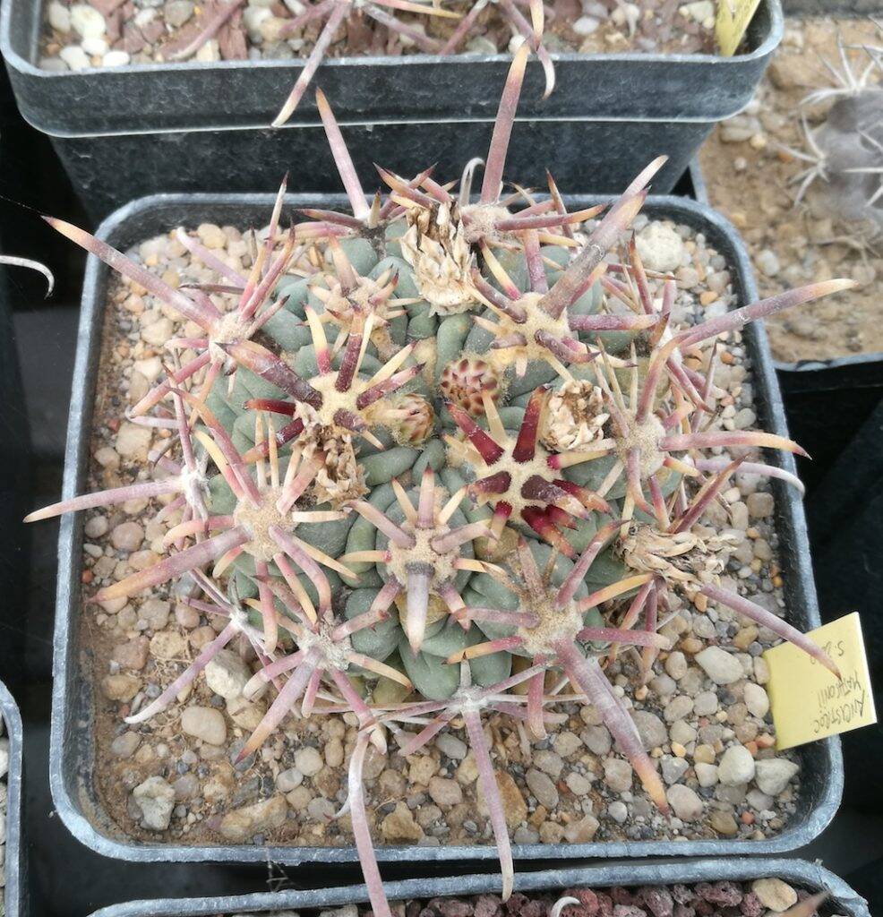 Ancistrocactus mathssonii, una mia semina