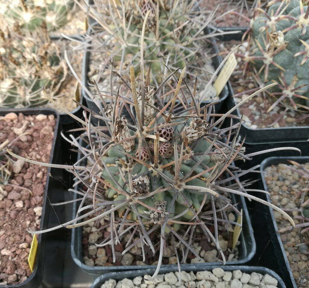 Ancistrocactus uncinatus, una mia semina