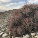 Echinocactus polycephalus