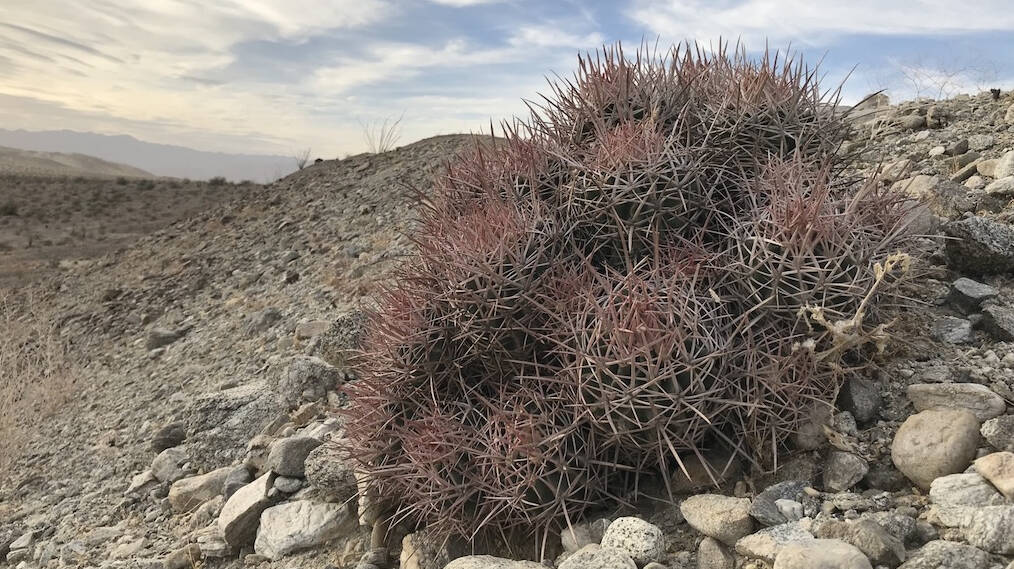 Echinocactus polycephalus: an extraordinary series of photos to see how it grows in habitat