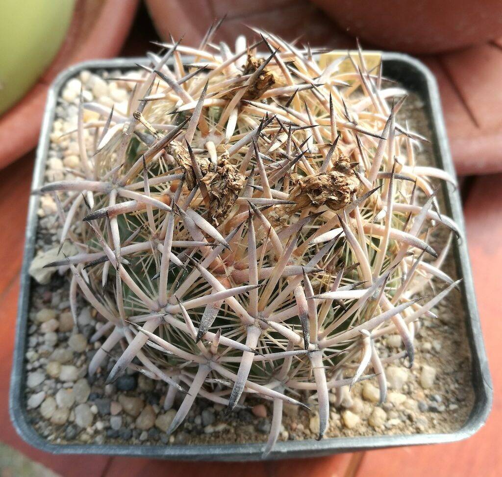 Echinomastus unguispinus