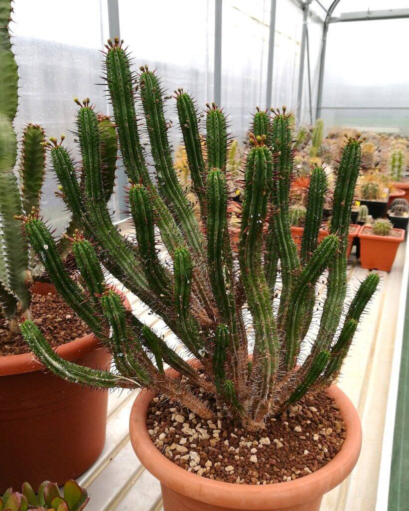 Euphorbia enopla