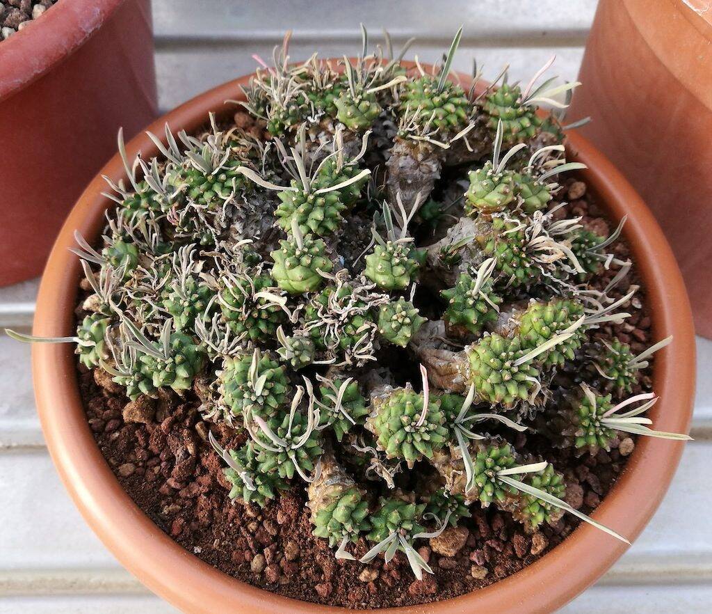 Euphorbia japonica
