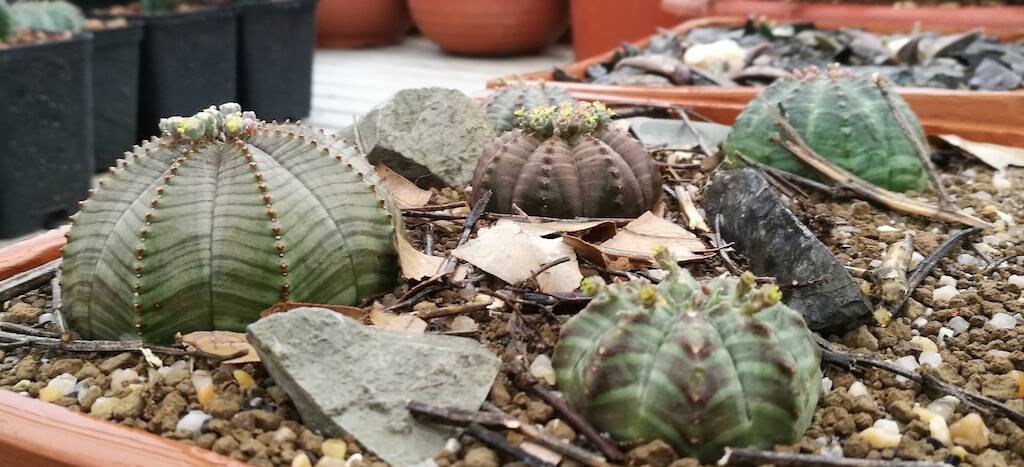 Euphorbia: una famiglia di succulente che piace molto anche ai cactofili più incalliti