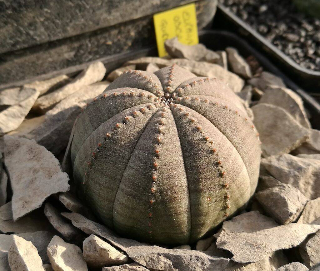 Euphorbia obesa