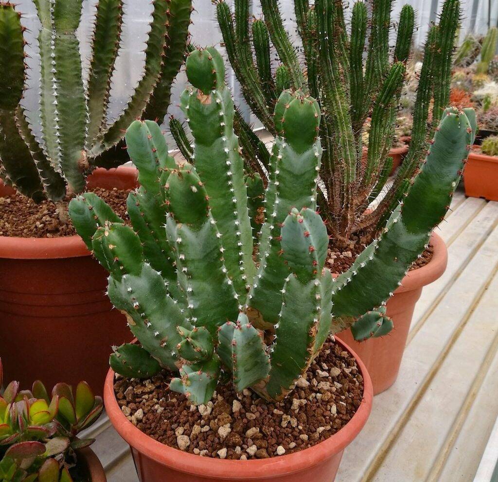 Euphorbia resinifera