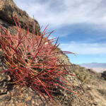 Ferocactus acanthodes