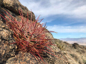 Ferocactus acanthodes