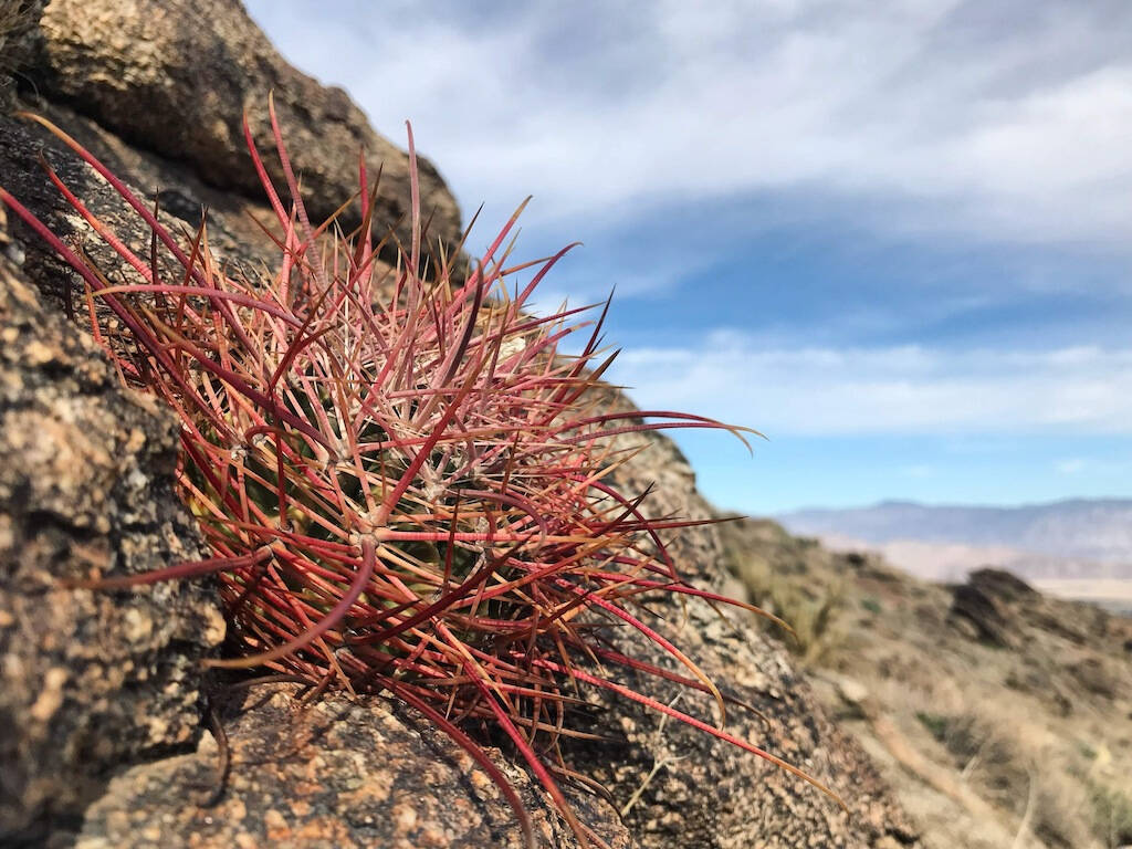 Direttamente dal parco di Anza-Borrego in California, le foto in habitat dei Ferocactus