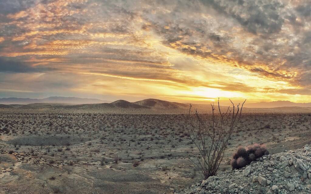 Echinocactus polycephalus (foto Ben Grillo)