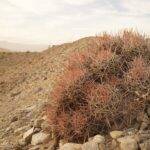 Echinocactus polycephalus (foto Ben Grillo)