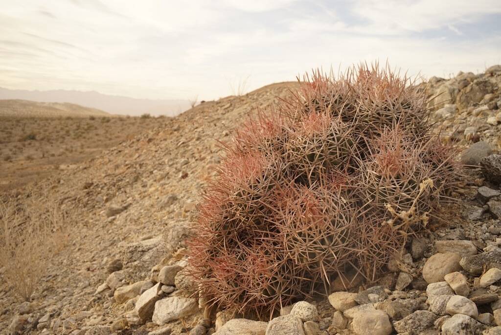 Echinocactus polycephalus (foto Ben Grillo)