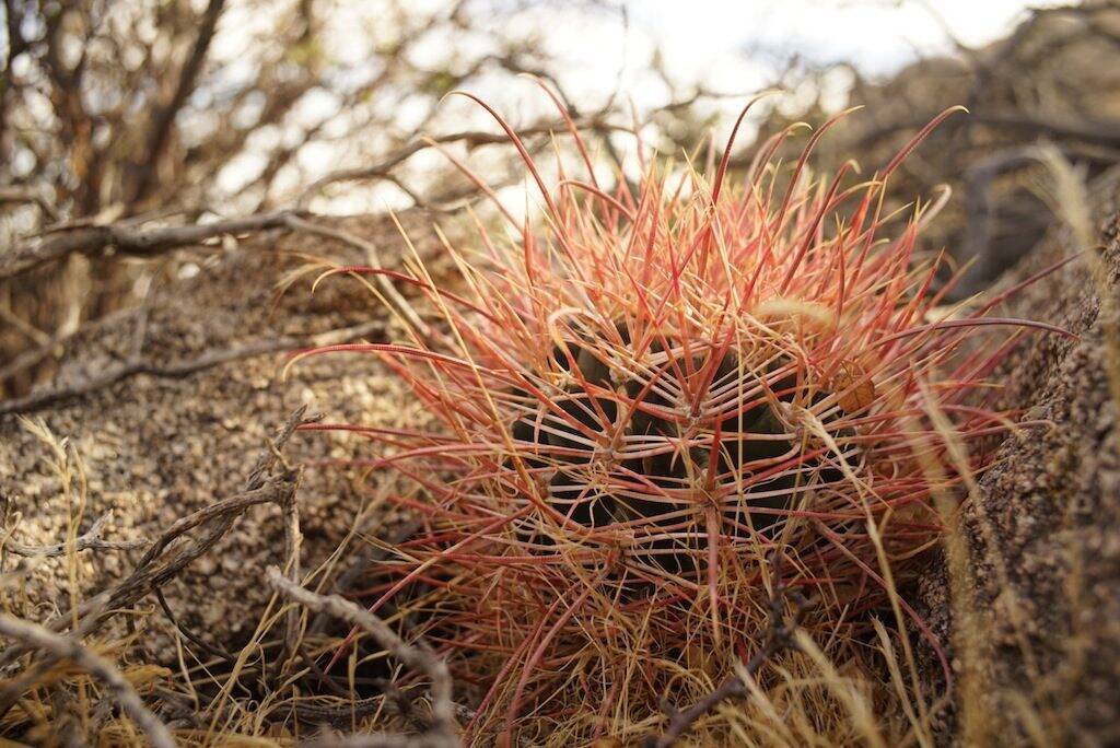 Ferocactus acanthodes (foto Ben Grillo)
