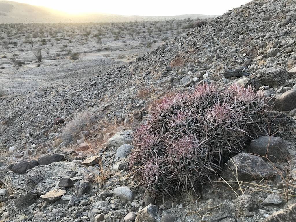 Echinocactus polycephalus (foto Ben Grillo)