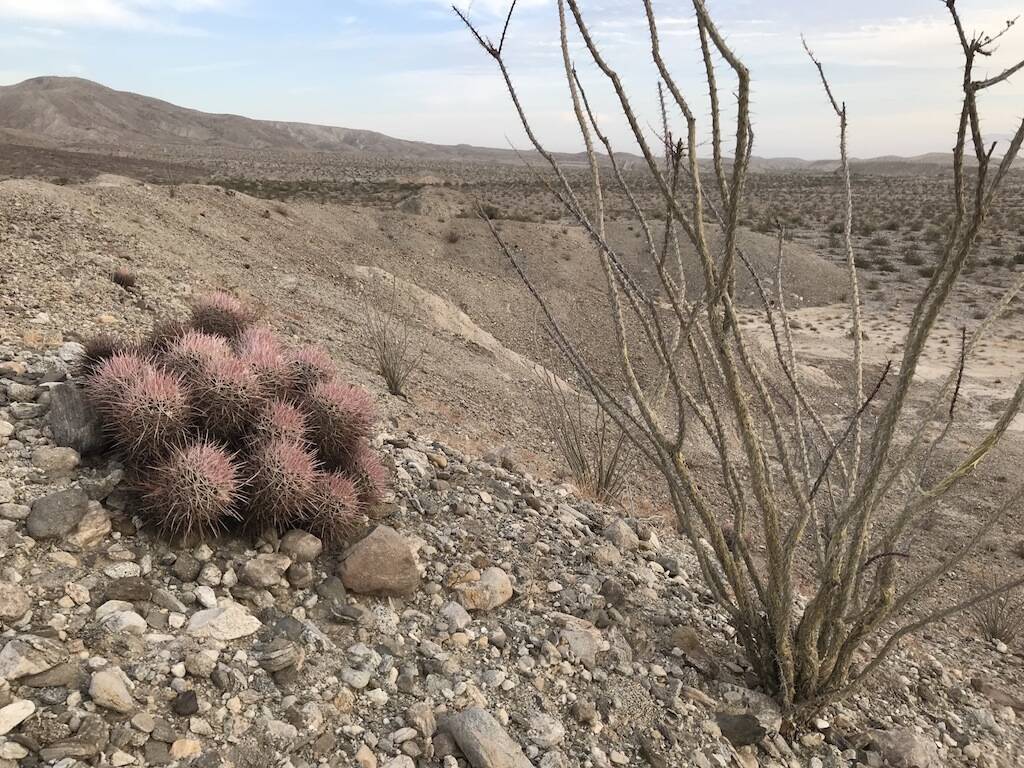 Echinocactus polycephalus (foto Ben Grillo)