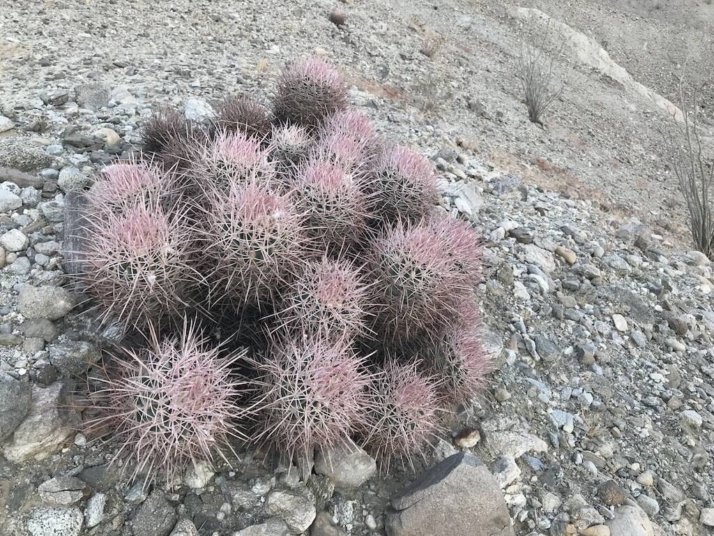 Echinocactus polycephalus (foto Ben Grillo)