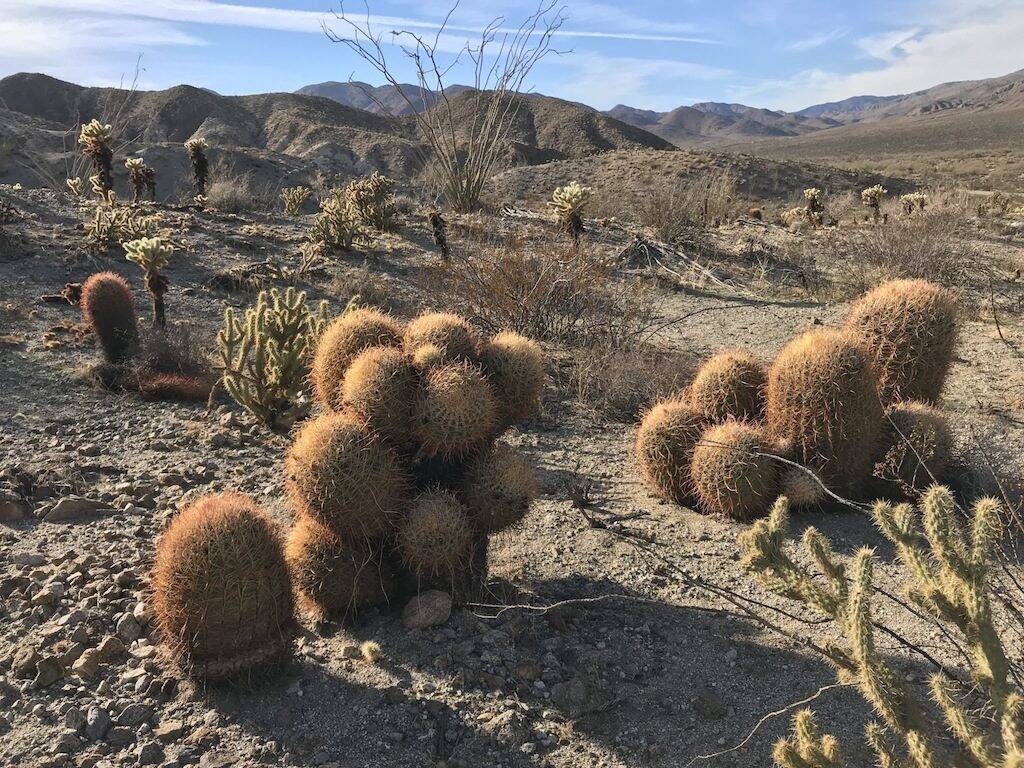 Ferocactus acanthodes (foto Ben Grillo)