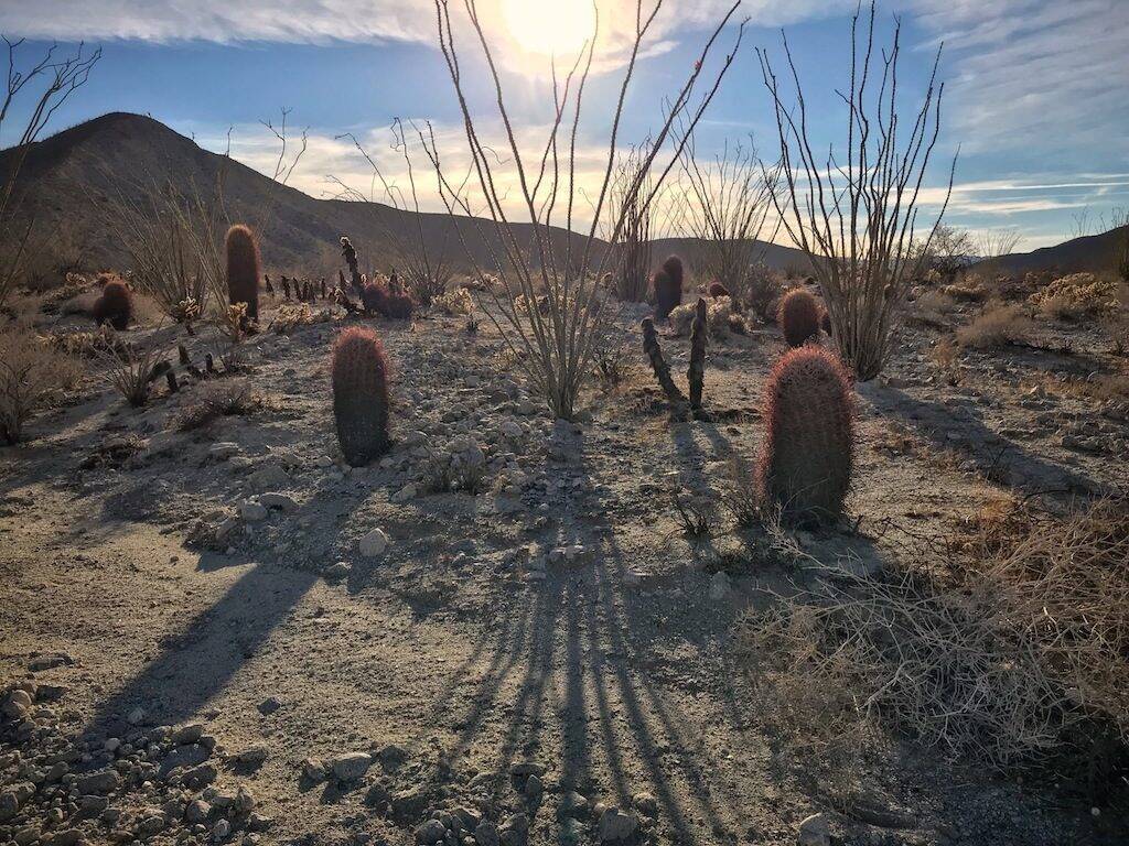 Ferocactus acanthodes (foto Ben Grillo)