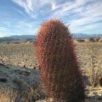 Ferocactus acanthodes (foto Ben Grillo)