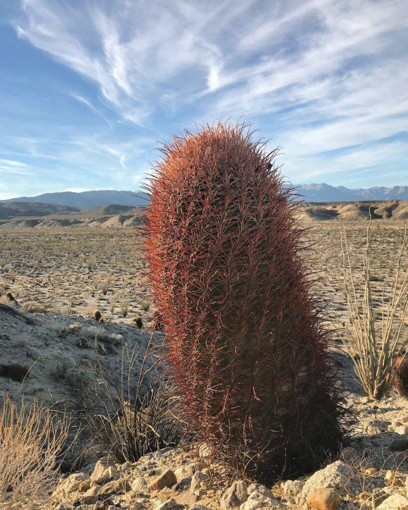 Ferocactus acanthodes (foto Ben Grillo)