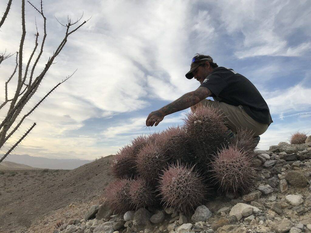 Echinocactus polycephalus (foto Ben Grillo)