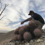 Echinocactus polycephalus (foto Ben Grillo)