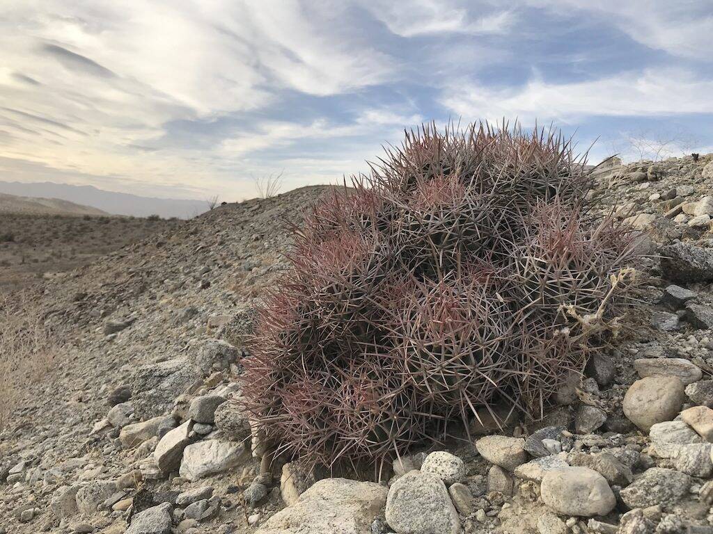 Echinocactus polycephalus (foto Ben Grillo)