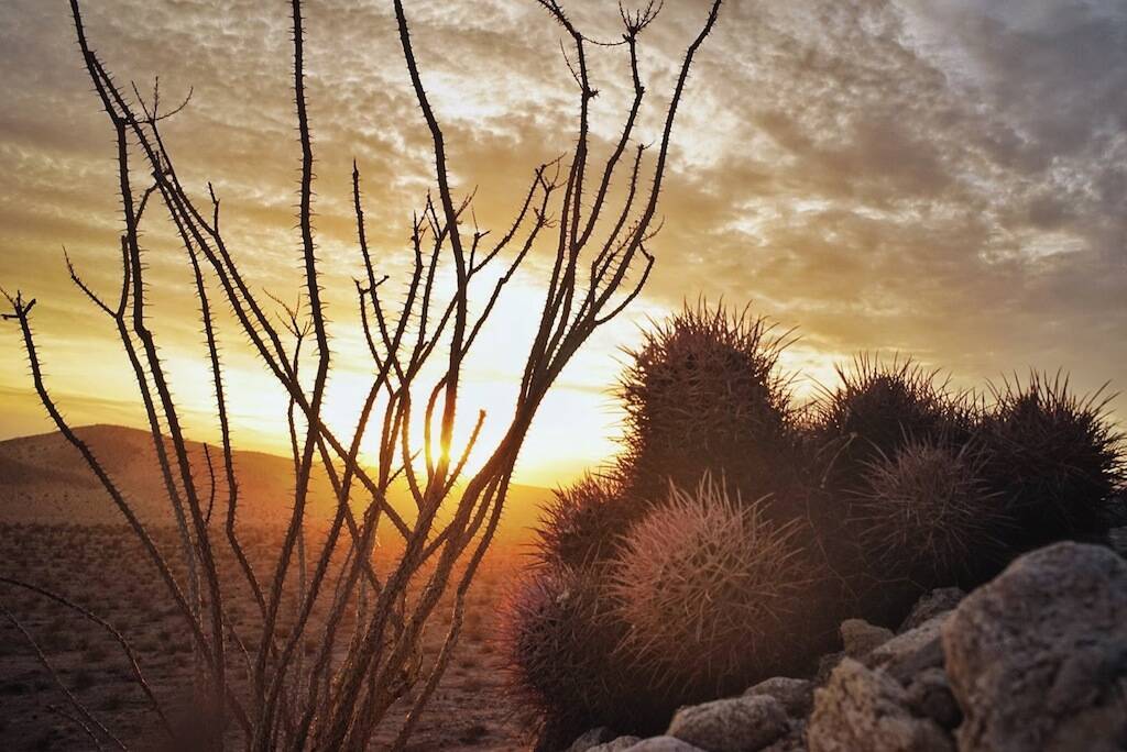 Echinocactus polycephalus (foto Ben Grillo)