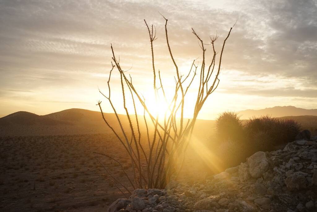 Echinocactus polycephalus (foto Ben Grillo)