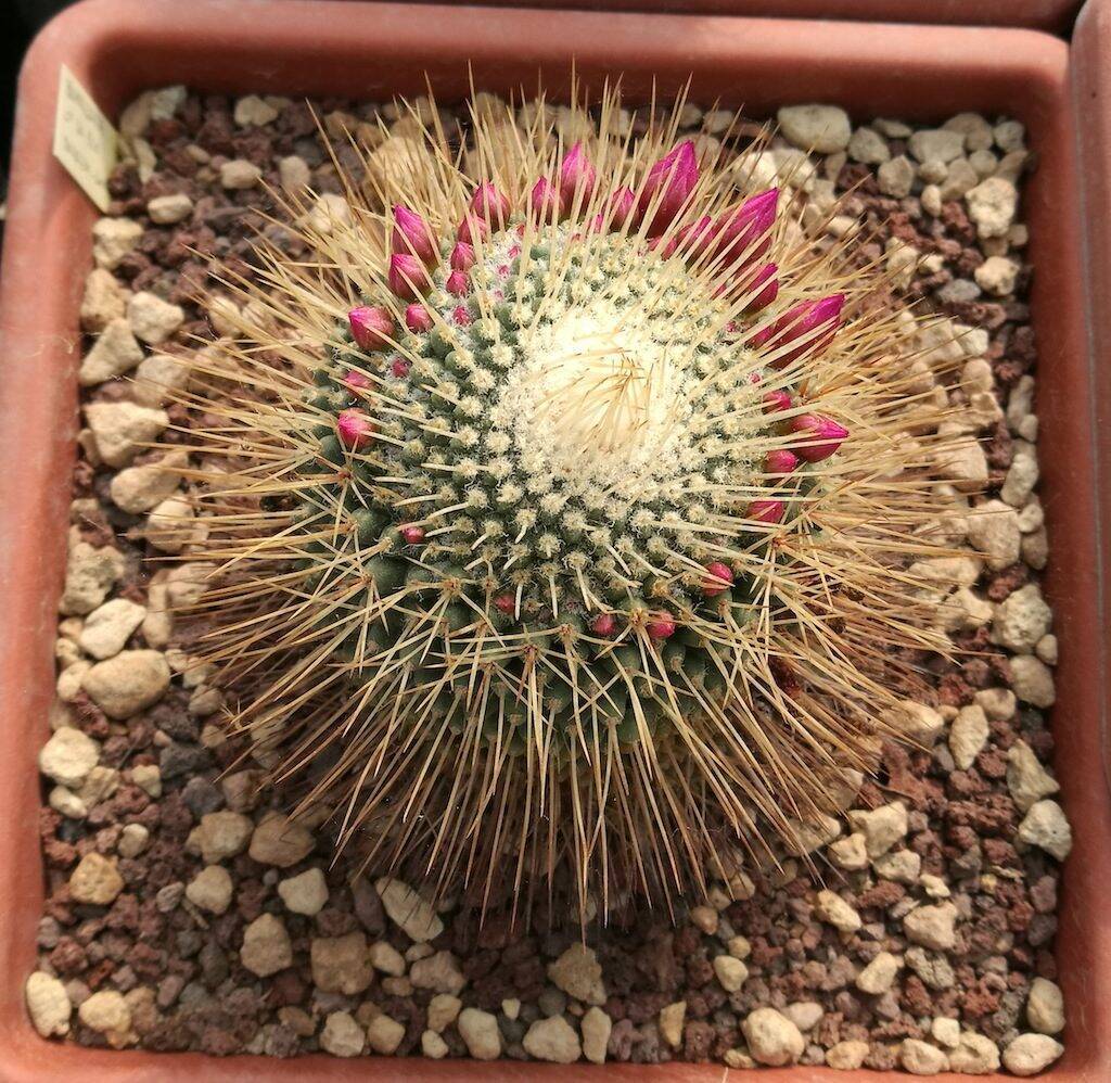 Mammillaria cv. "un pico"