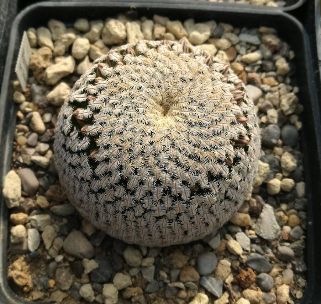 Mammillaria pectinifera