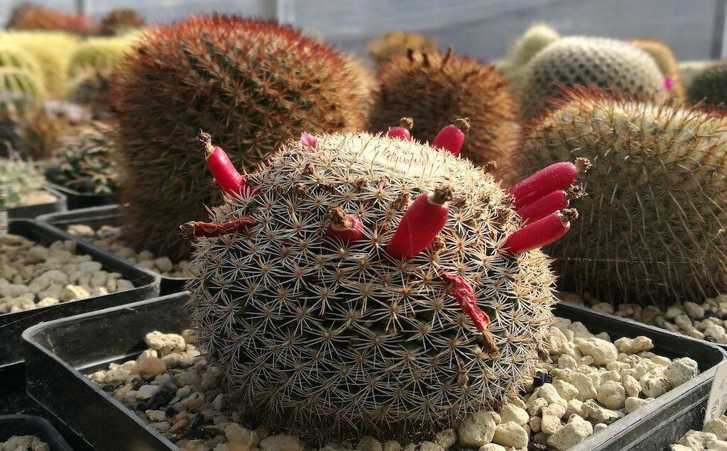 Mammillaria perbella