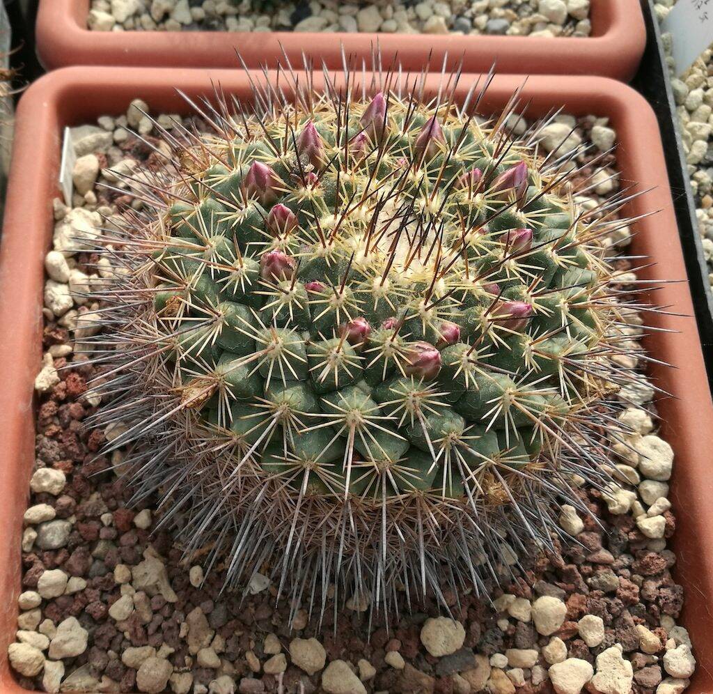Mammillaria sp.