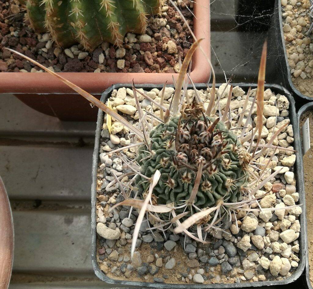 Stenocactus con bocci