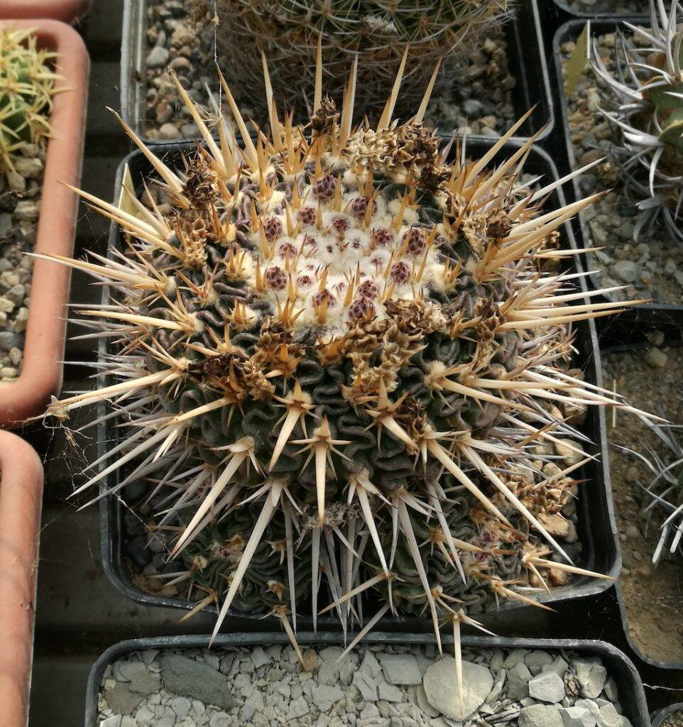 Stenocactus con bocci