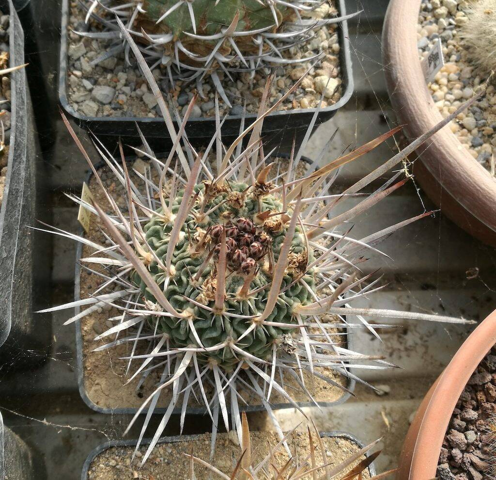Stenocactus con bocci