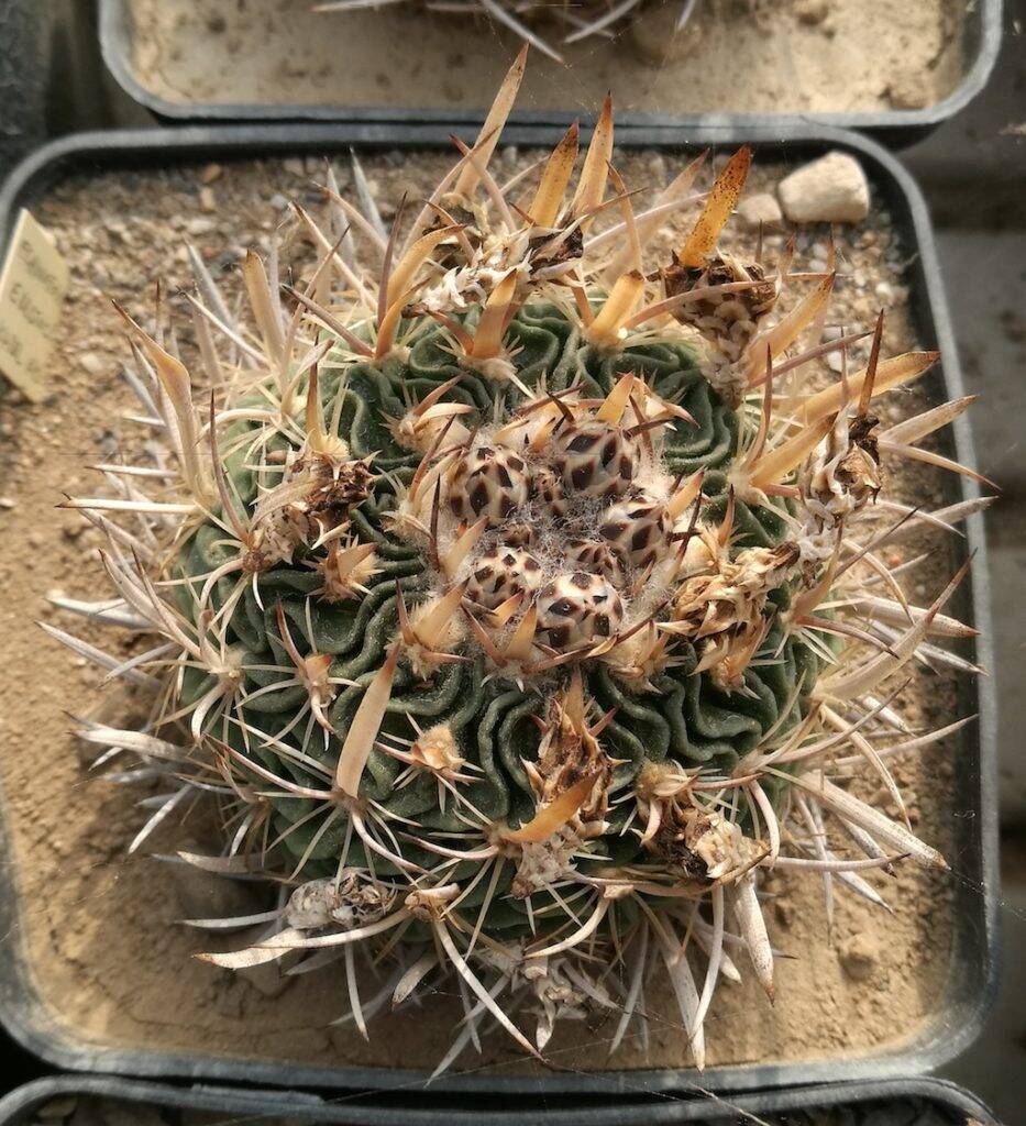 Stenocactus erectocentrus