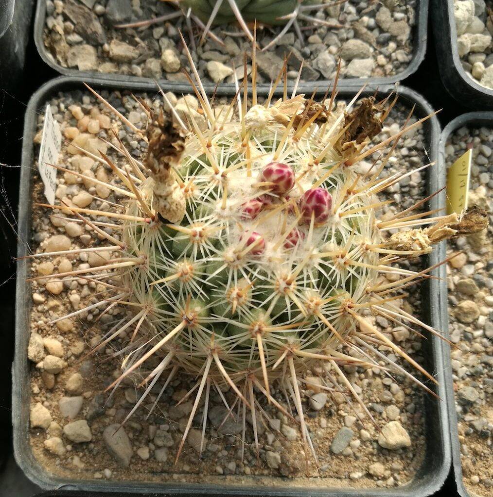 Thelocactus con bocci