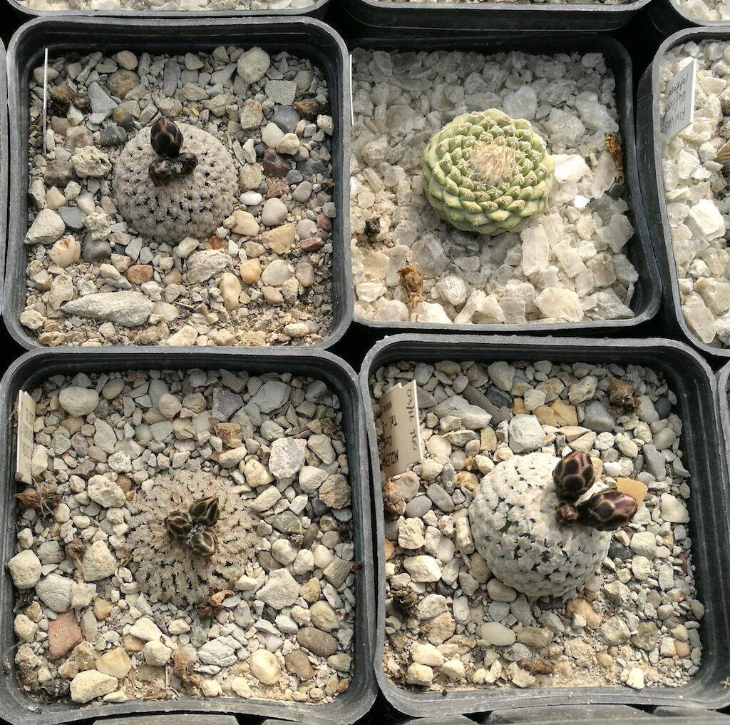 Turbinicarpus valdezianus