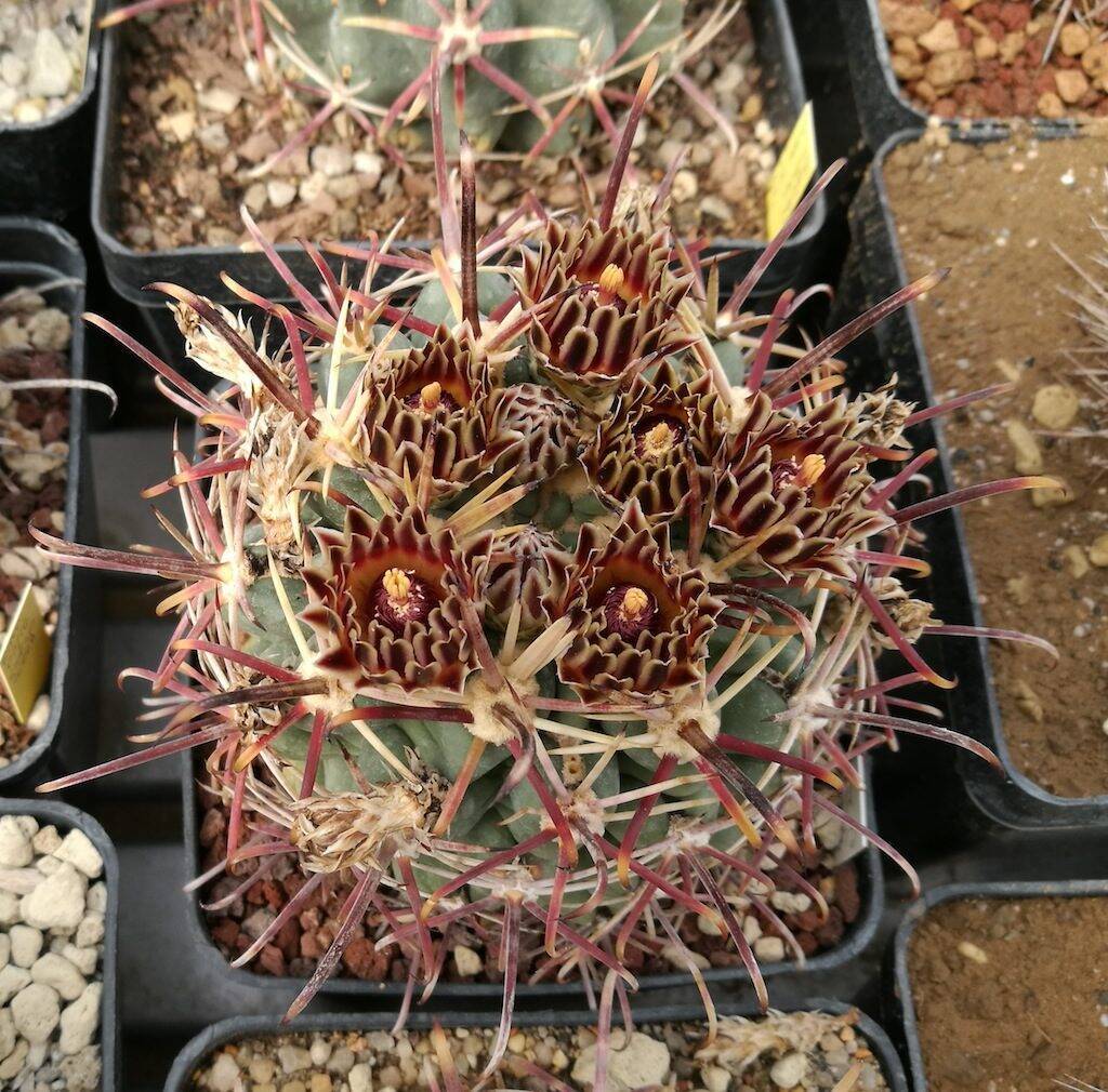 Ancistrocactus mathssonii