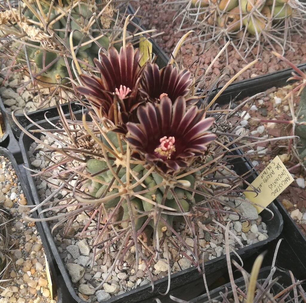 Ancistrocactus uncinatus