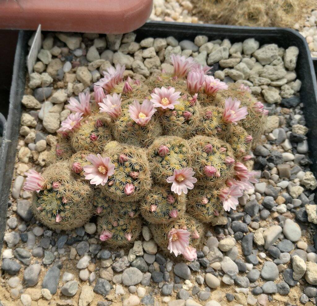 Mammillaria giselae