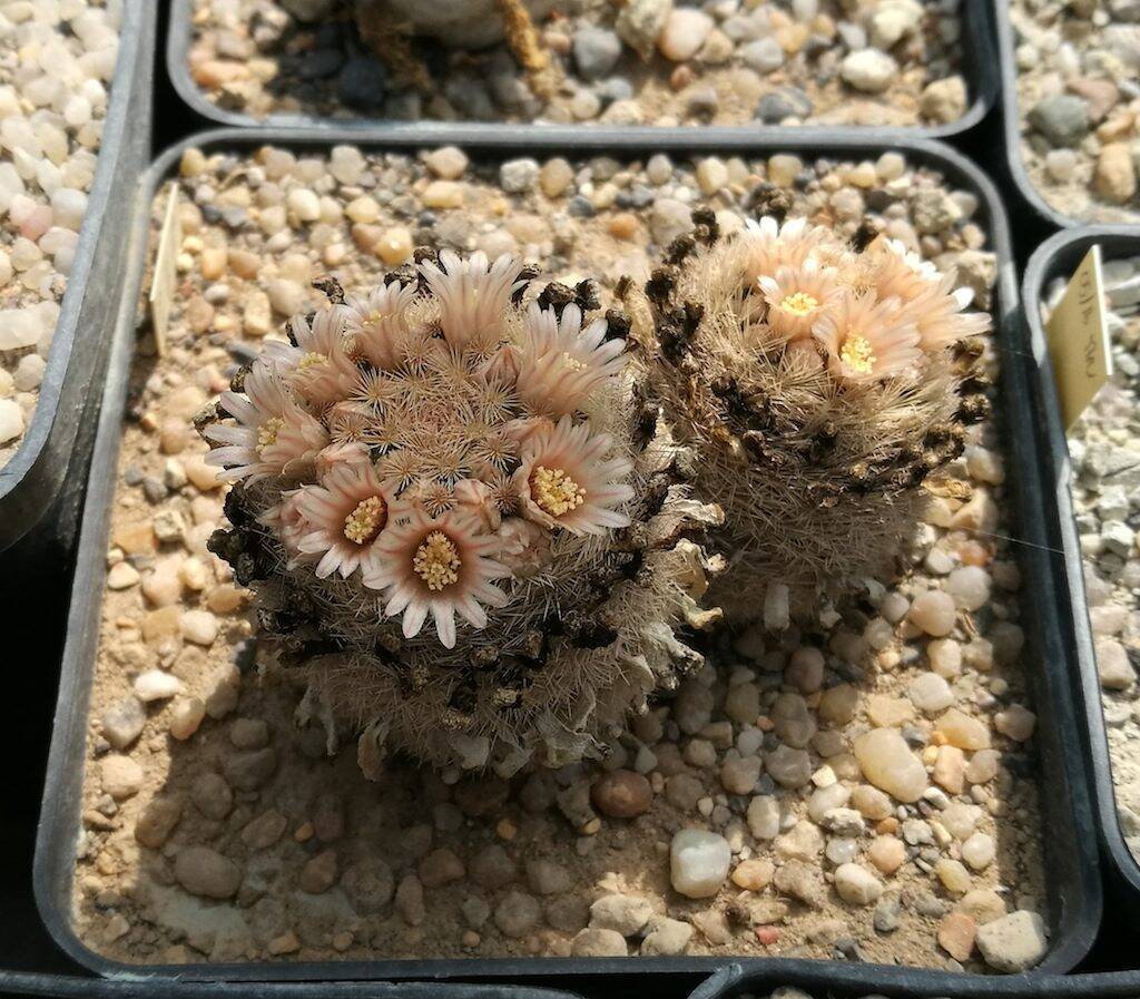 Mammillaria magallanii