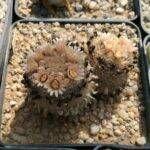 Mammillaria magallanii