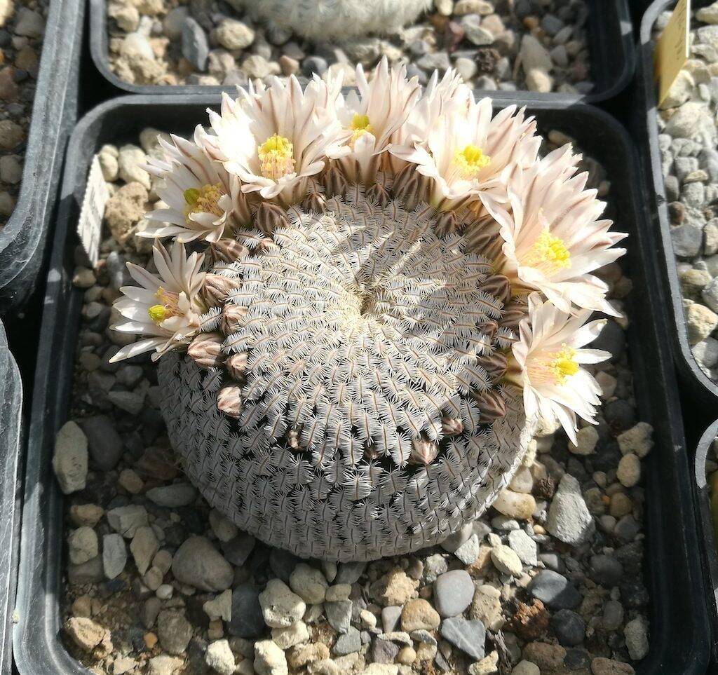 Mammillaria pectinifera