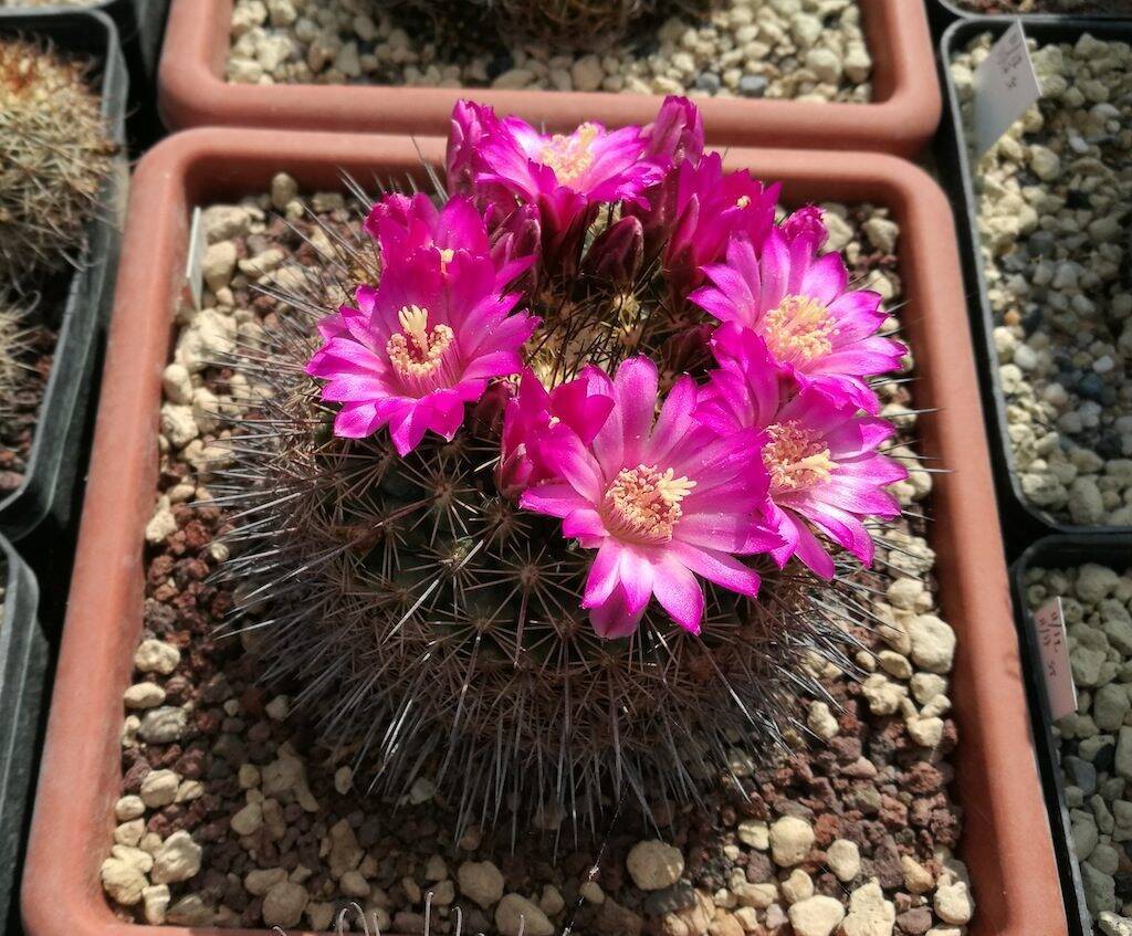 Mammillaria sp.